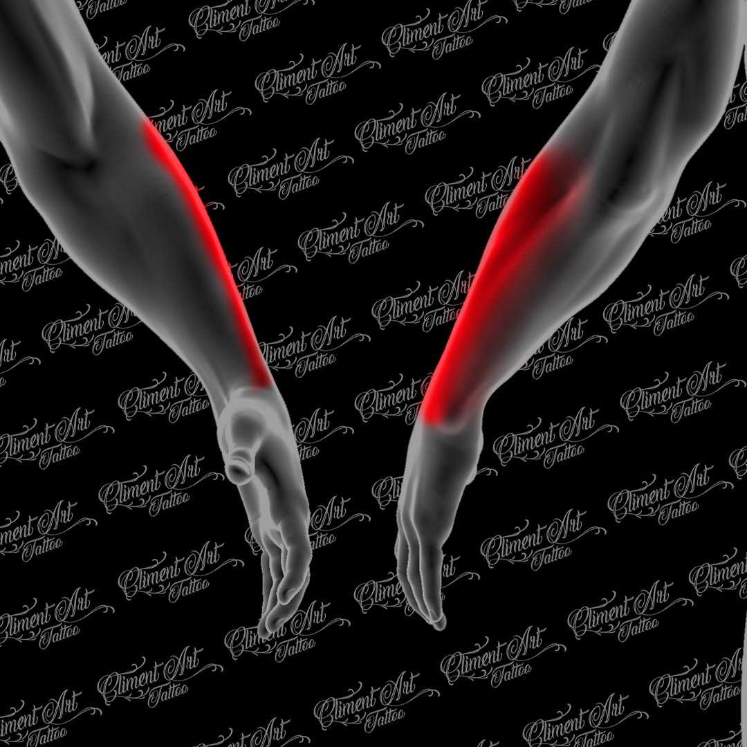 Brazo | Antebrazo exterior