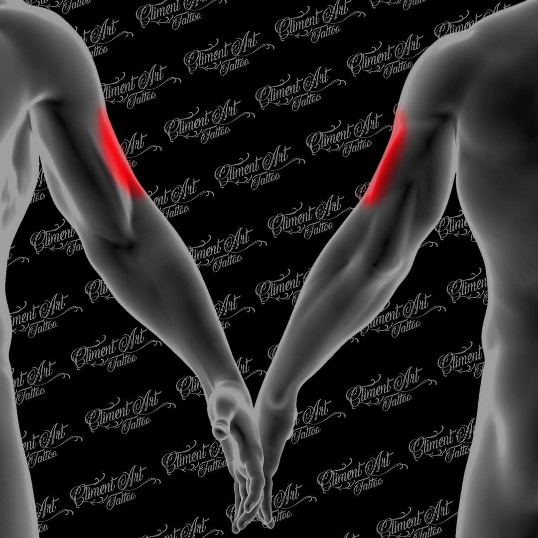 Brazo- Biceps exterior