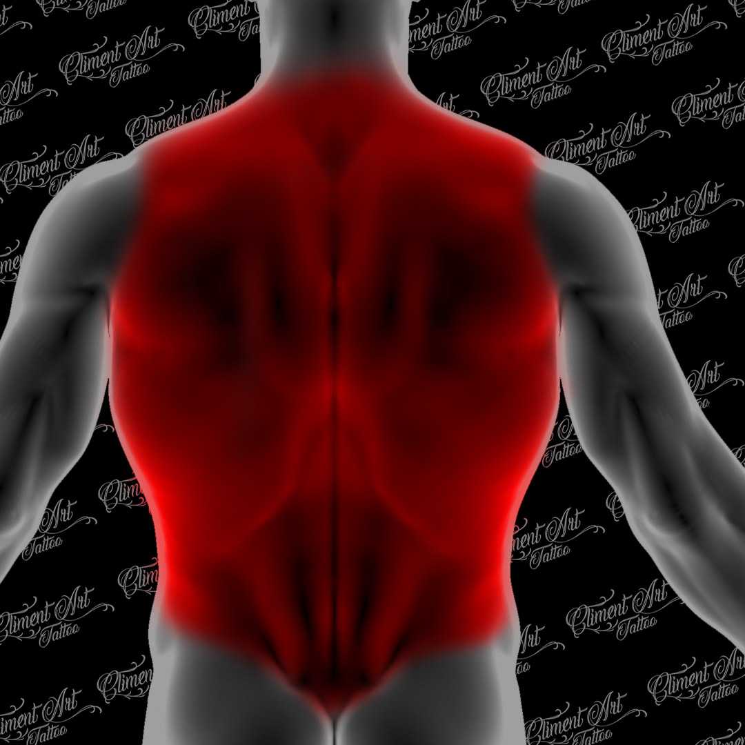 Tronco- Espalda Completa